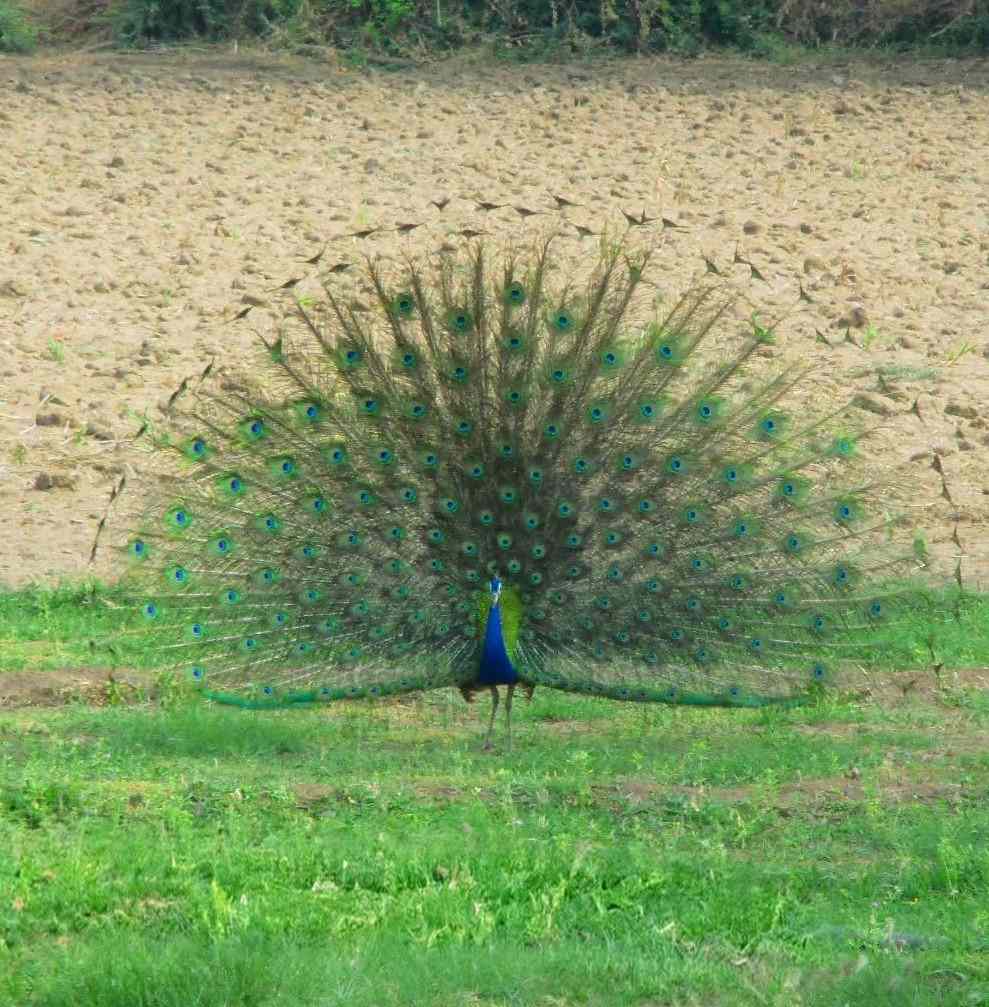 photo of a peacock