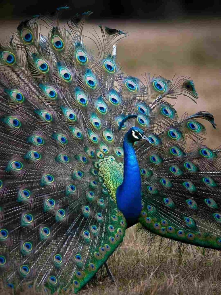 photo of a peacock