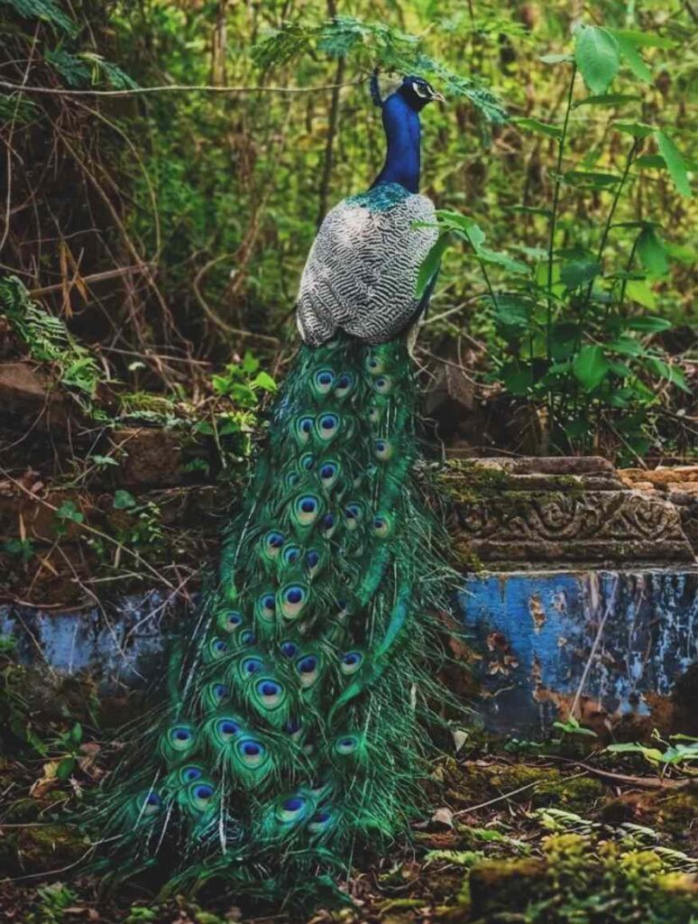 photo of a peacock