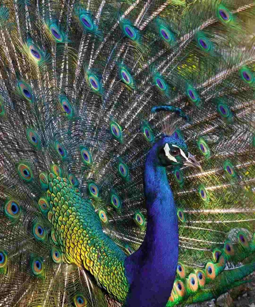 photo of a peacock