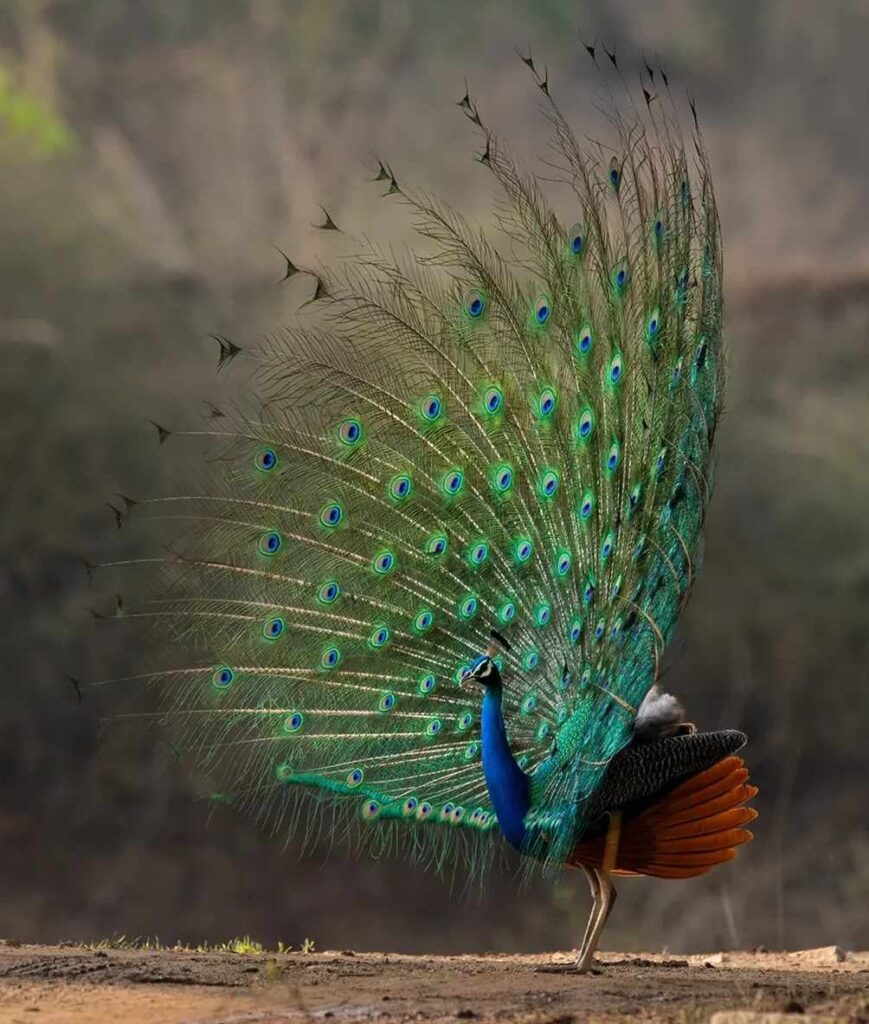 photo of a peacock