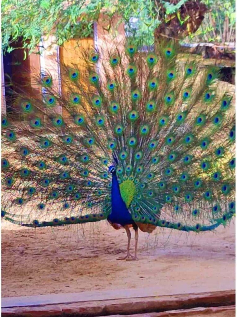 photo of a peacock