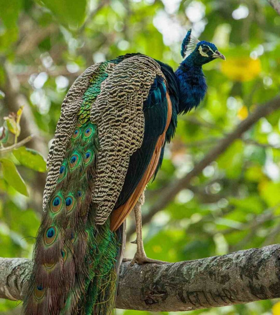 photo of a peacock