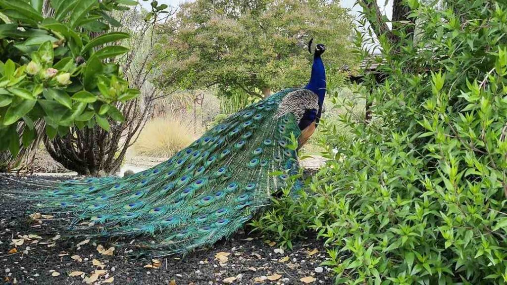 picture of a peacock 1