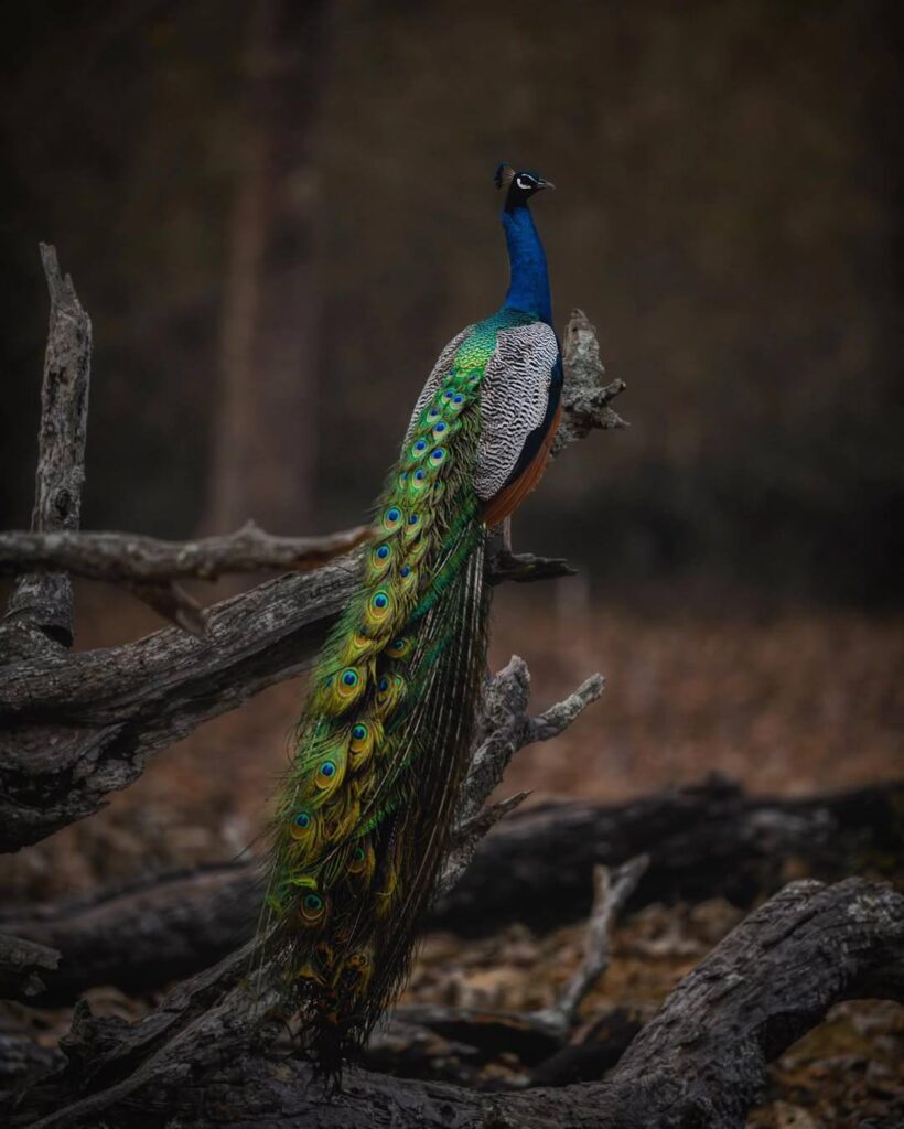 picture of a peacock 10