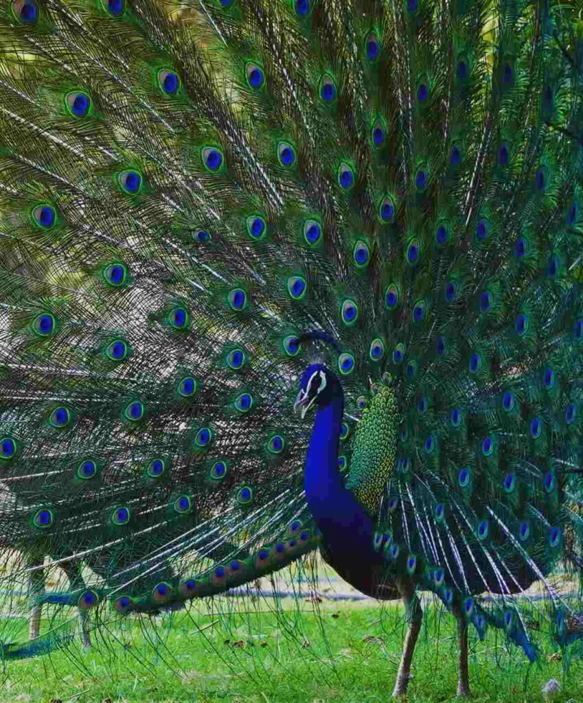 picture of a peacock 2