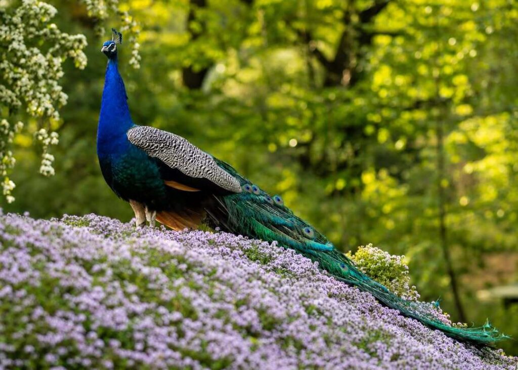 picture of a peacock 3