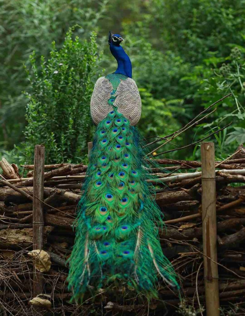 picture of a peacock 4