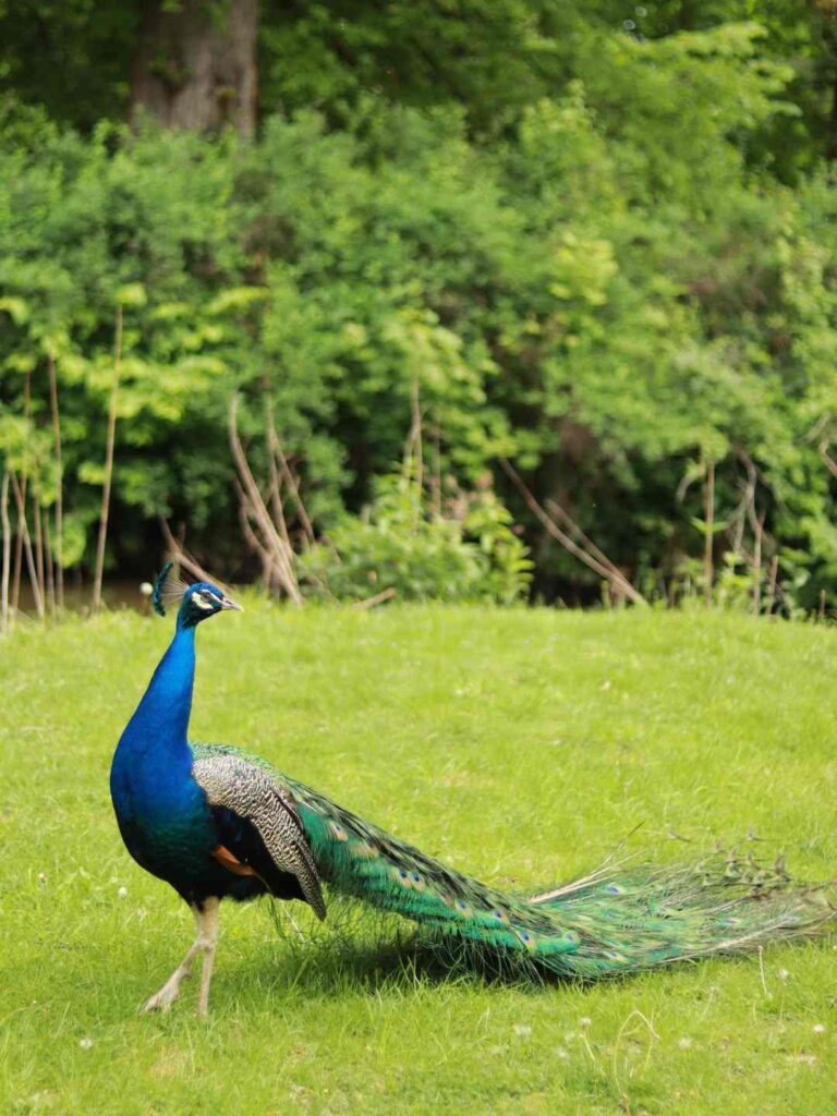 picture of a peacock 5