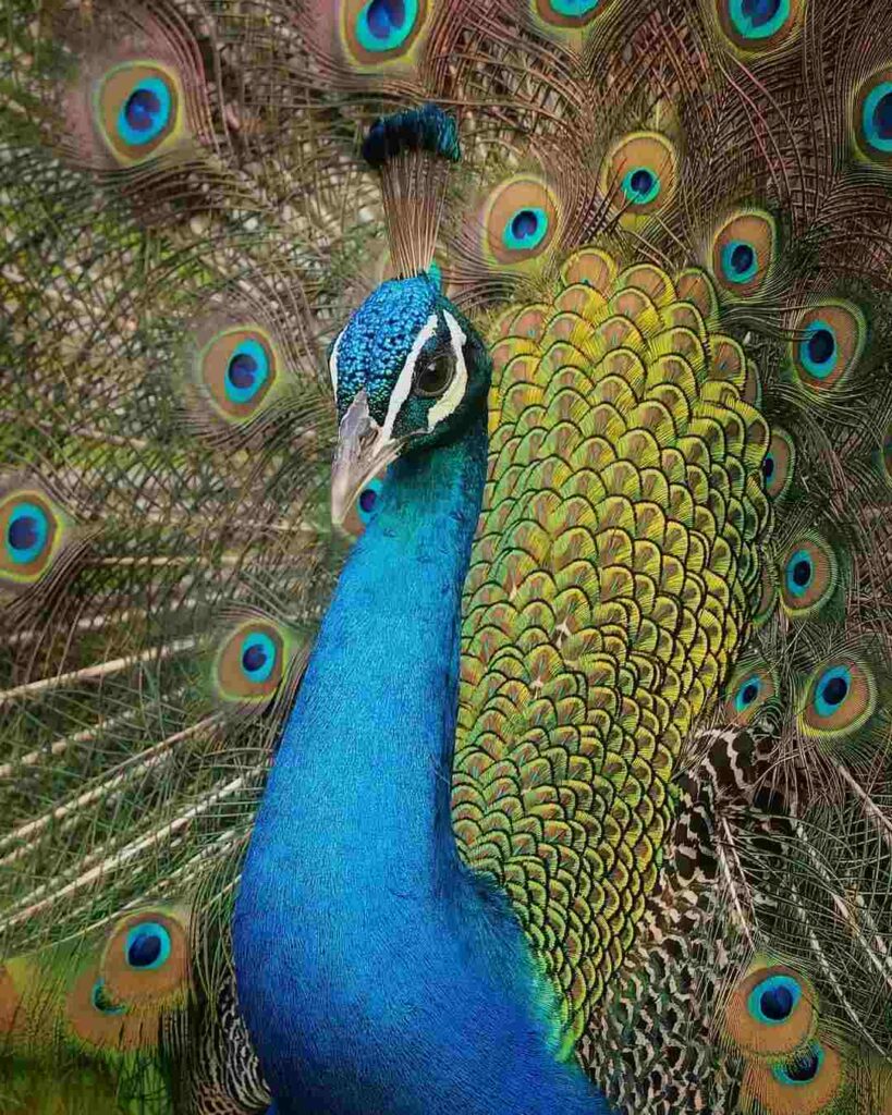 picture of a peacock 6