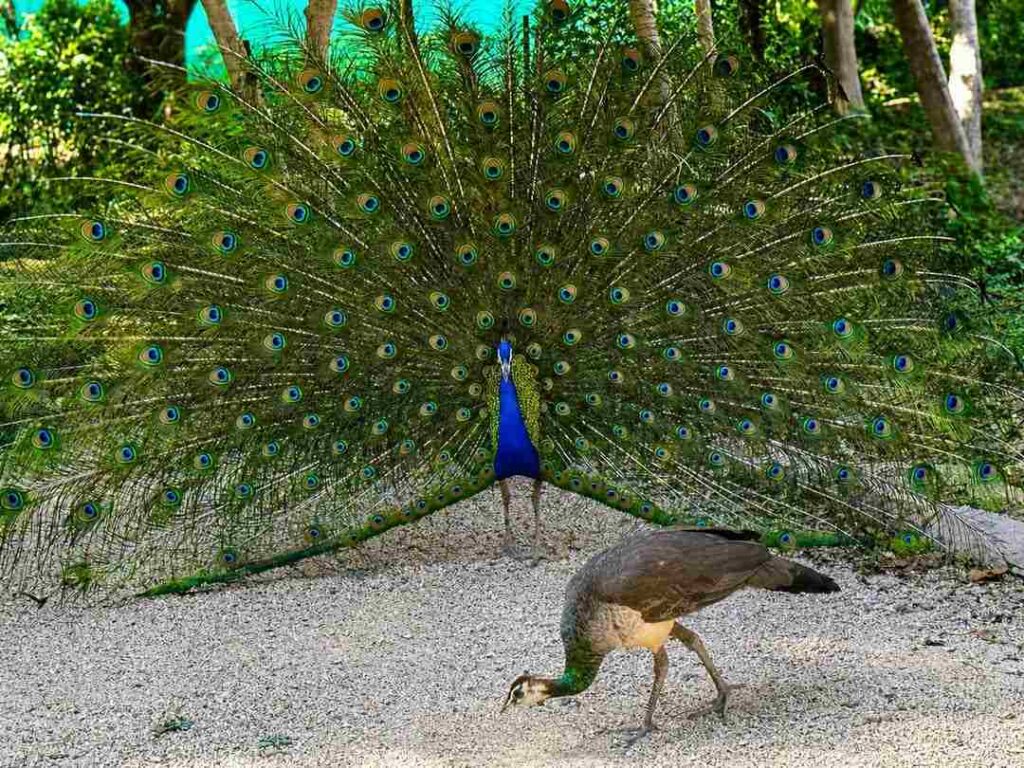 picture of a peacock 9