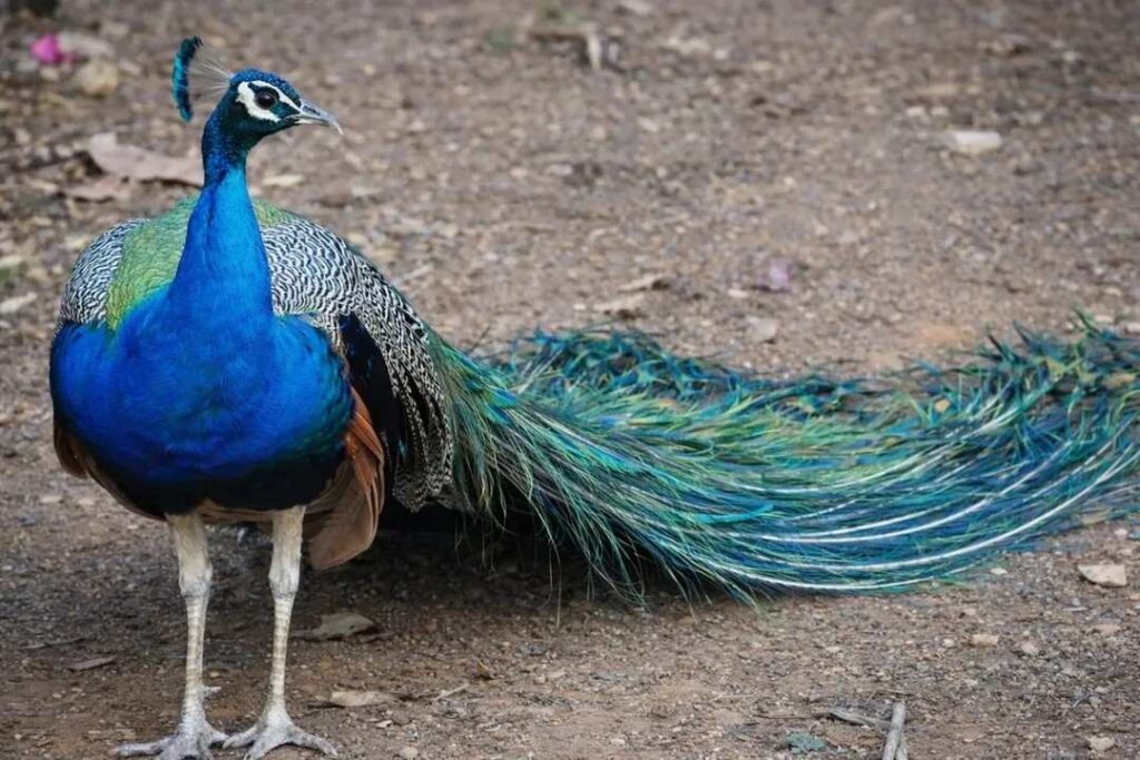 pictures of a peacock