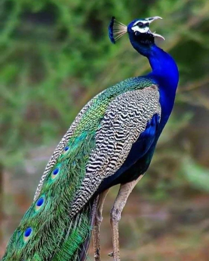 pictures of a peacock