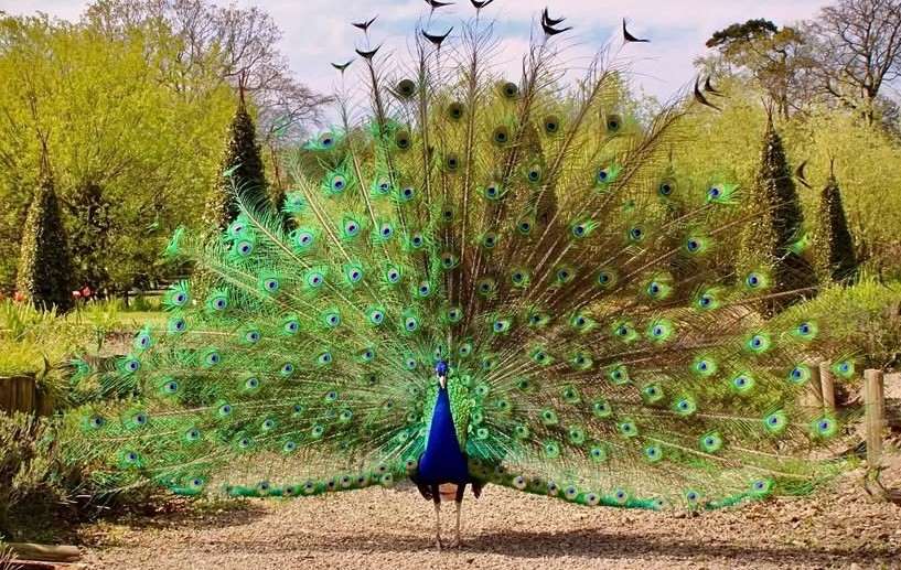 pictures of a peacock