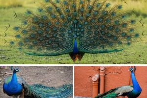 Read more about the article [100+] HD Pictures of a Peacock