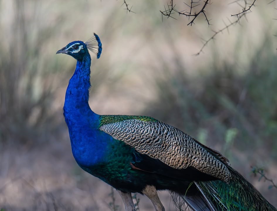 pictures of a peacock