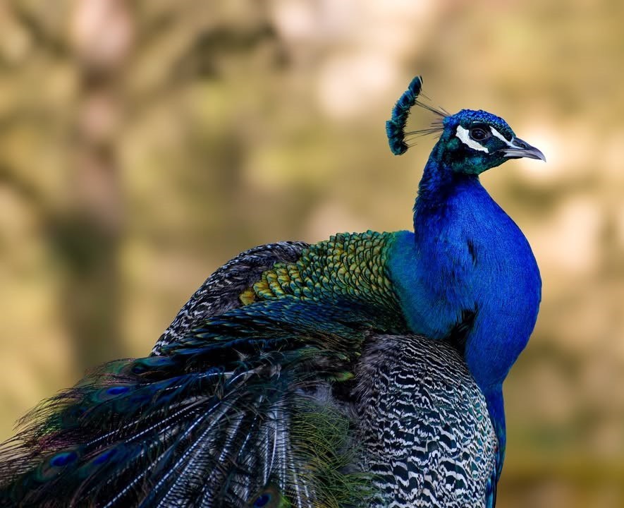 pictures of a peacock