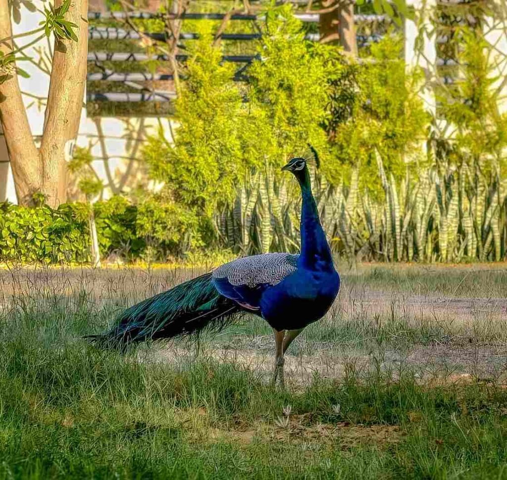 pictures of a peacock