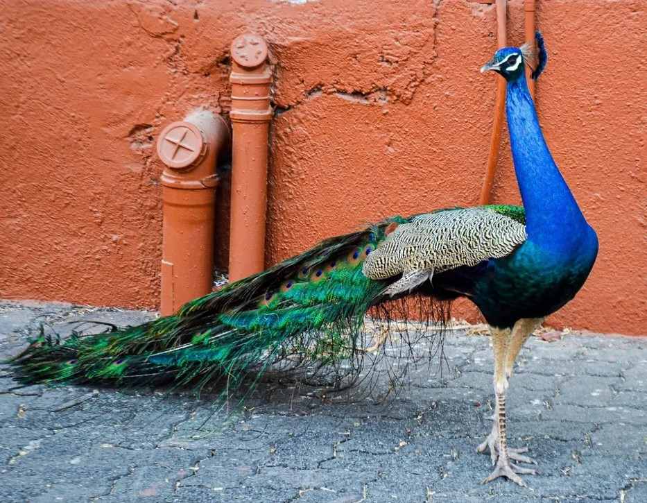 pictures of a peacock
